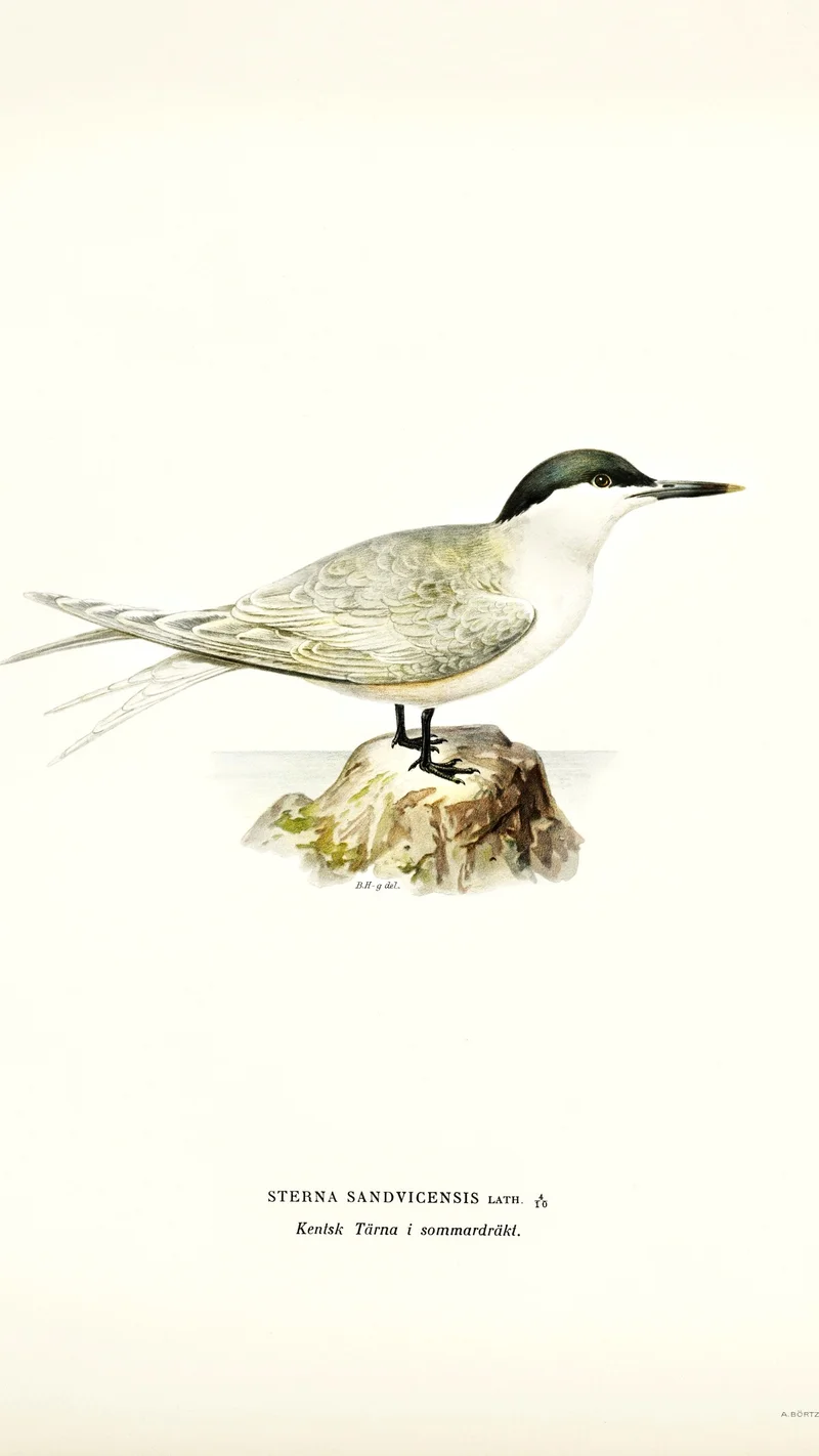 Wihelm Wright — Sandwich Tern (Sterna sandvicensis) in Summer Plumage