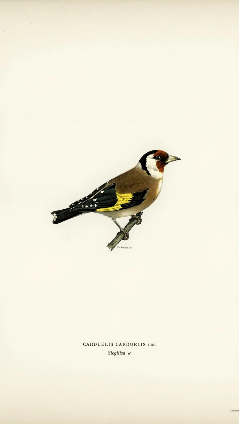 Wihelm Wright — European Goldfinch (Carduelis carduelis)