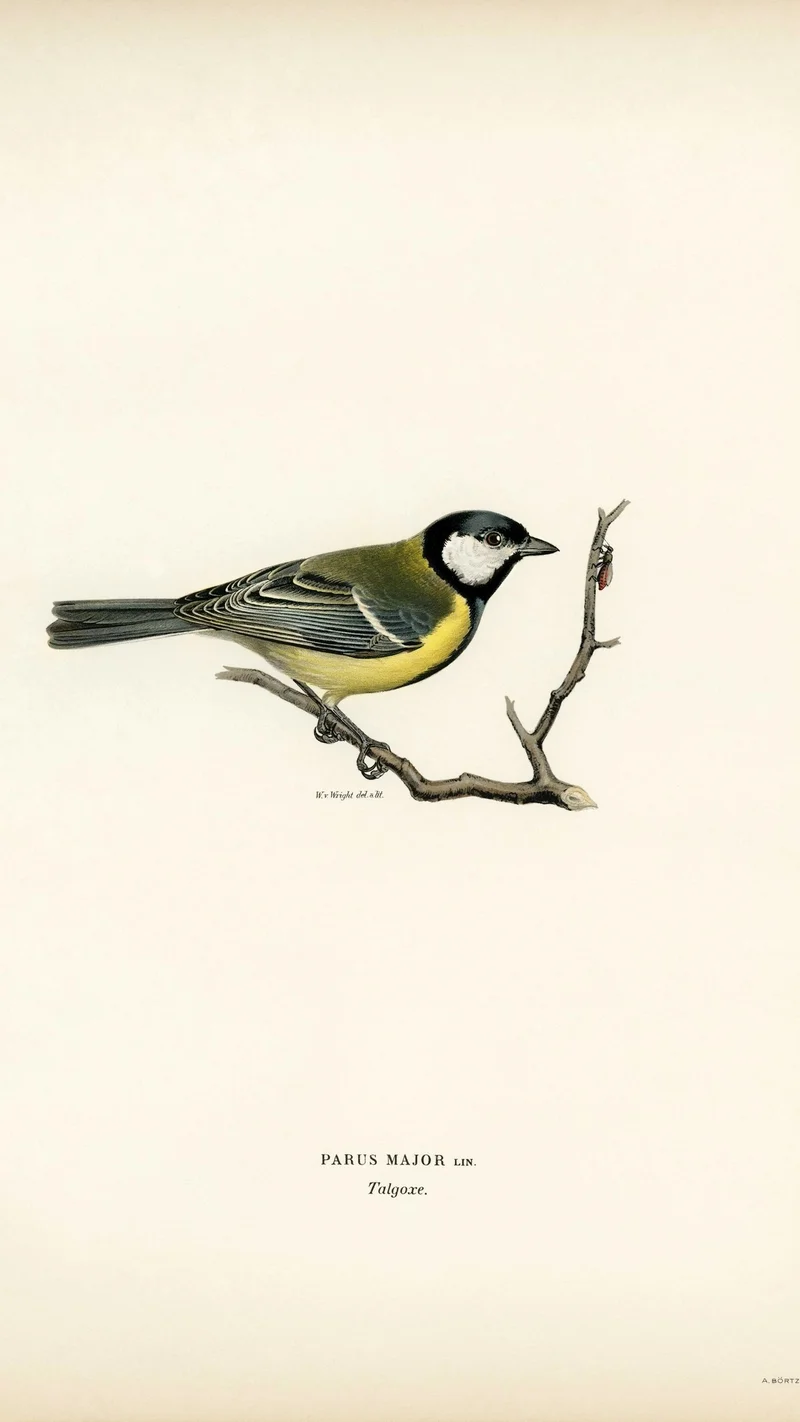 Wihelm Wright — Parus Major (Great Tit)