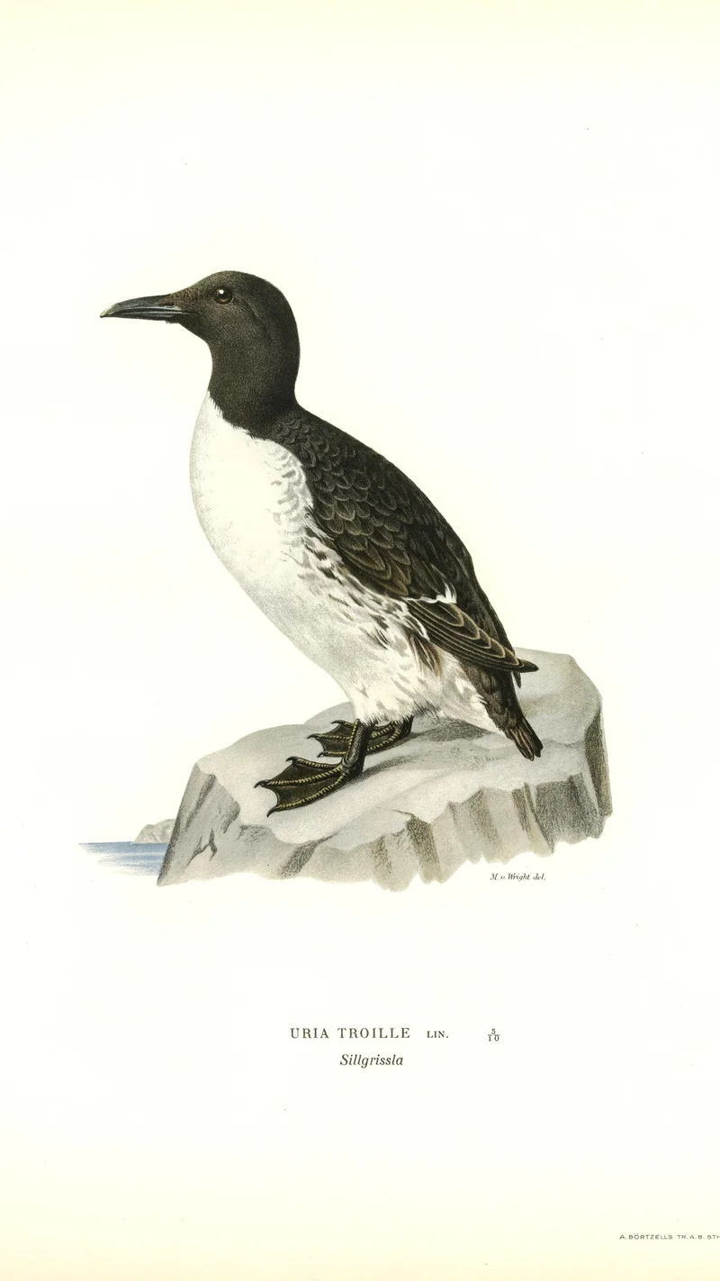 Wihelm Wright — Common Murre (Uria Troille)