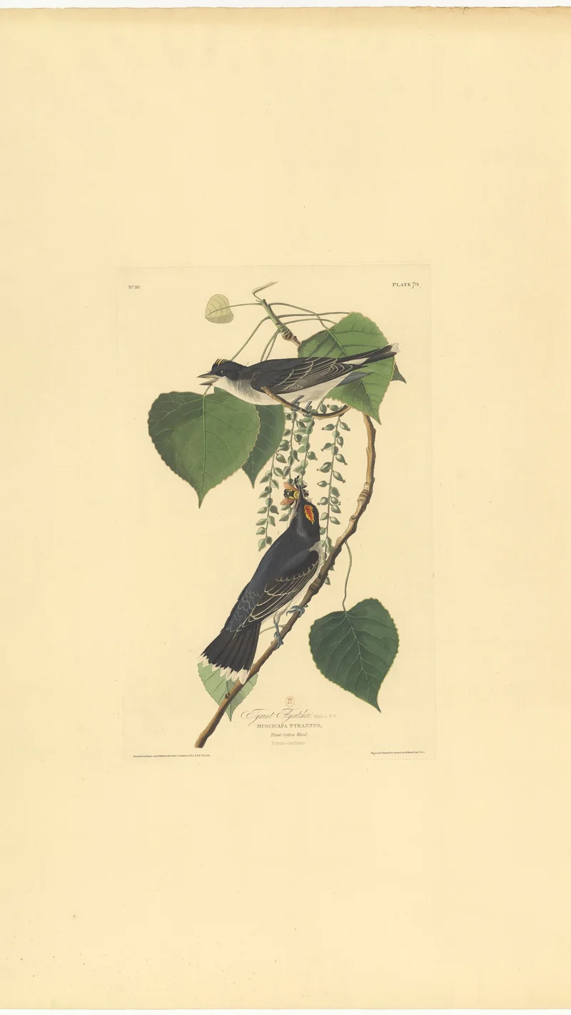John James Audubon — Eastern Kingbird (Muscicapa tyrannus), Plate 79 from The Birds of America