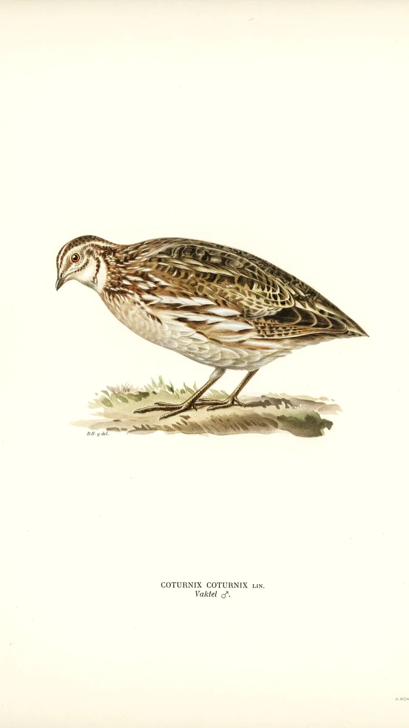 Wihelm Wright — Common Quail (Coturnix coturnix)