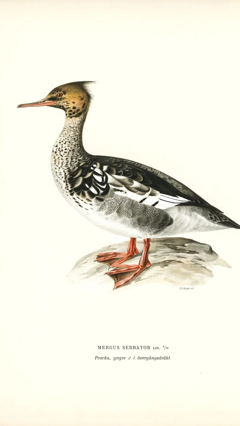 Wihelm Wright — Illustration d'un harle huppé (Mergus serrator)