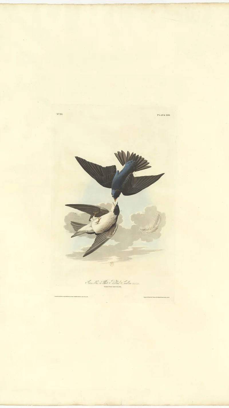 John James Audubon — Tree Swallow or White-Bellied Swallow