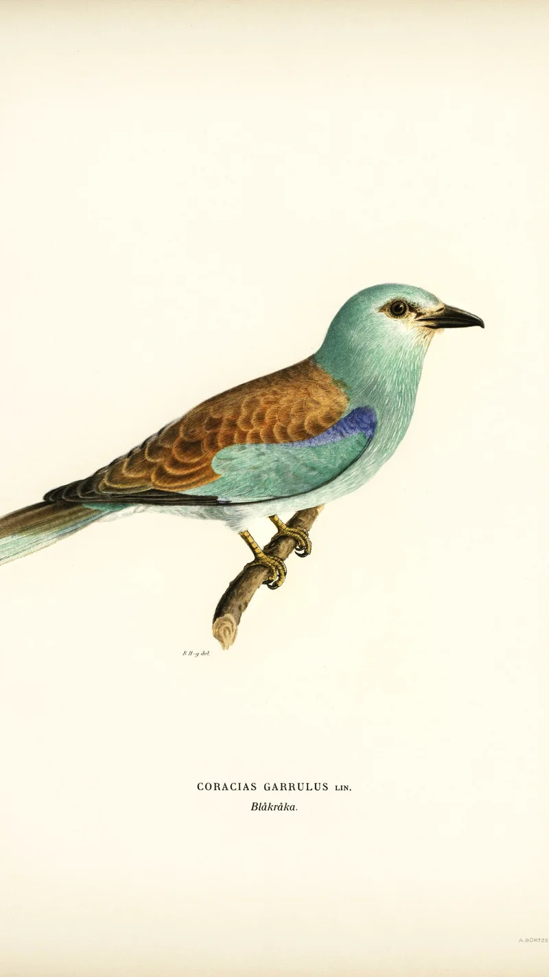 Wihelm Wright — European Roller (Coracias Garrulus)