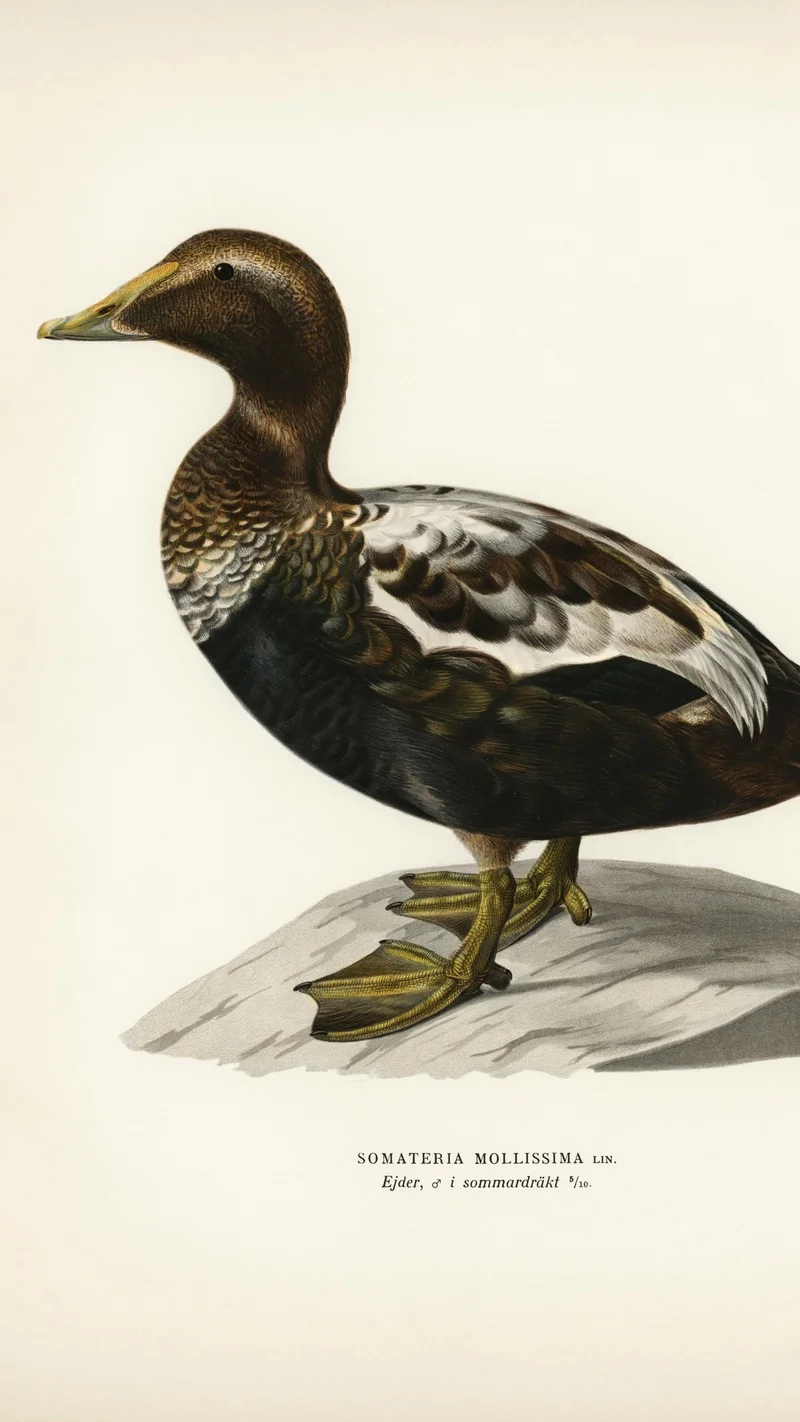 Wihelm Wright — Common Eider (Somateria mollissima), Male in Summer Plumage