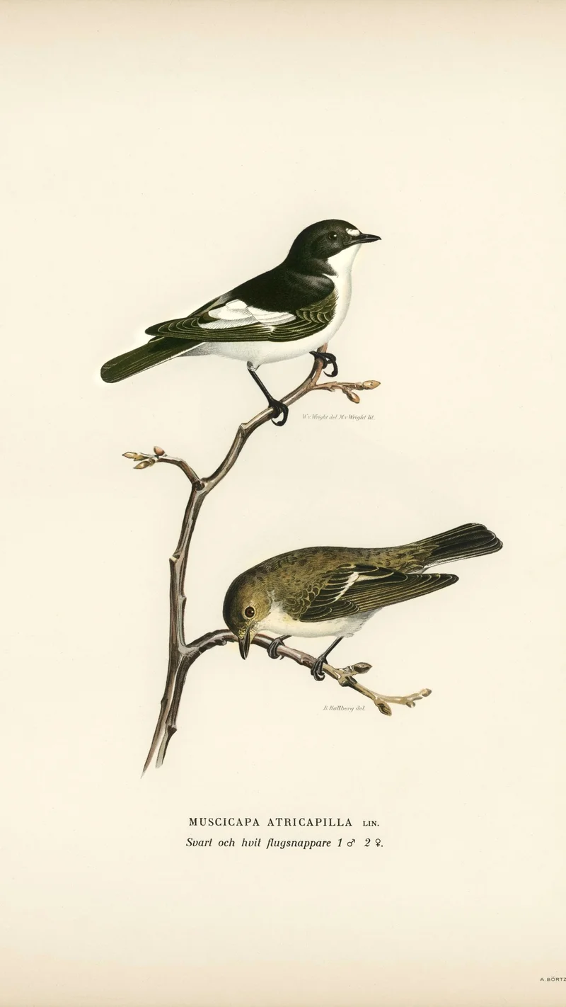 Wihelm Wright — European Pied Flycatchers (Muscicapa atricapilla)