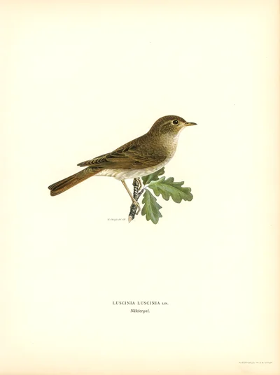Nightingale (Luscinia luscinia)