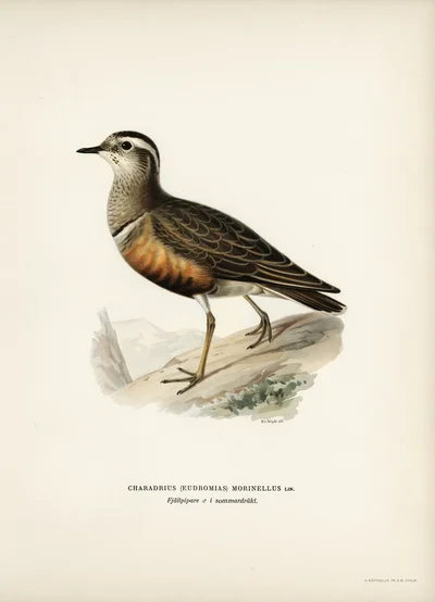 Dotterel (Charadrius morinellus)