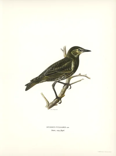 European Starling (Sturnus Vulgaris)