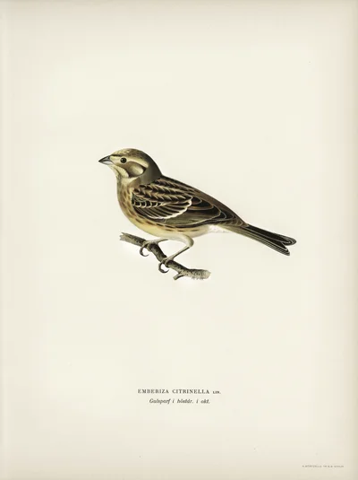 Yellowhammer (Emberiza Citrinella)