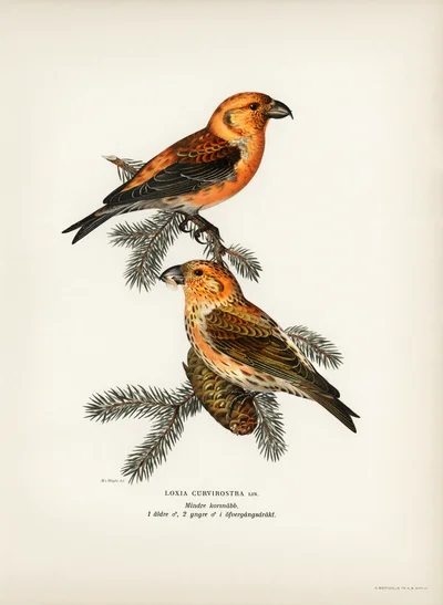 Common Crossbills (Loxia curvirostra)