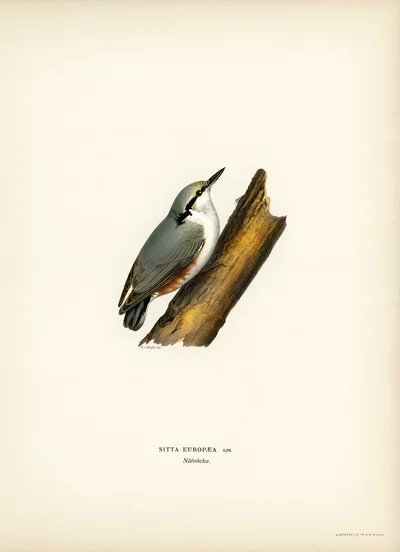 Eurasian Nuthatch (Sitta europaea)