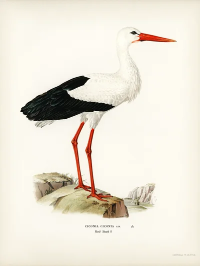 White Stork (Ciconia ciconia)
