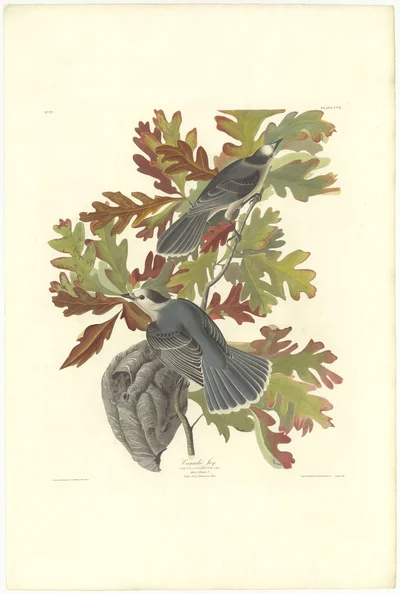 Canada Jay