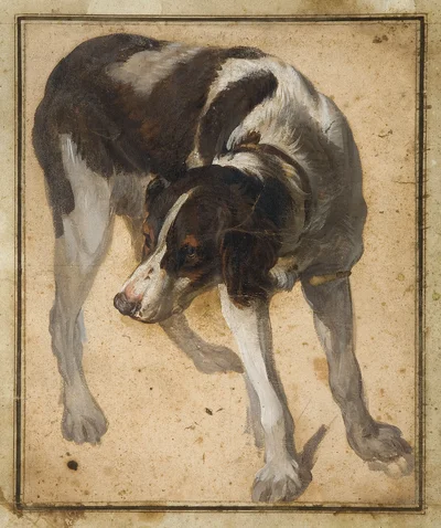 A Spaniel Turning to the Left