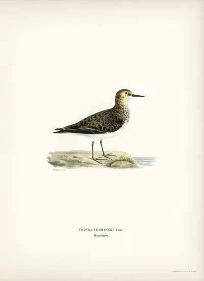 Temminck's Stint (Tringa Temminckii)
