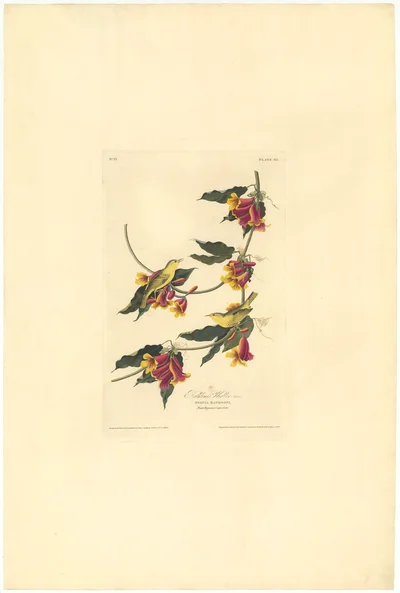 Rathbone's Warbler