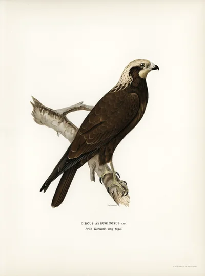 Western Marsh Harrier (Circus Aeruginosus, Young Bird)