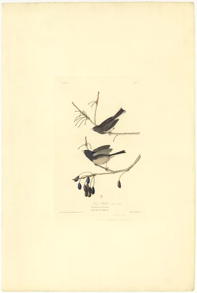 Snow Bird (Fringilla Nivalis)