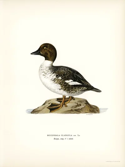 Common Goldeneye (Bucephala clangula) Illustration
