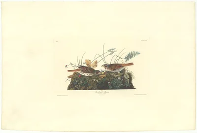 Red-backed Sparrow, Plate CXXXVI