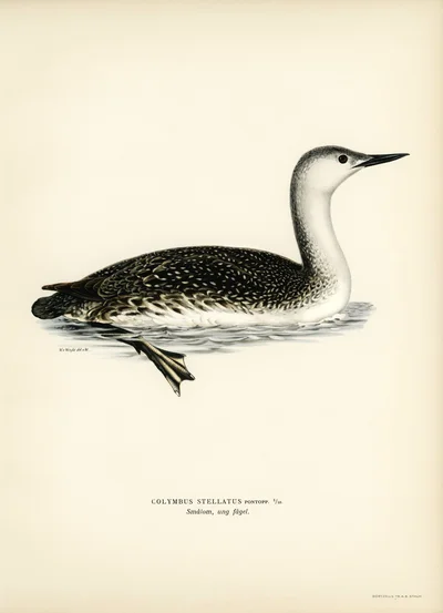 Red-throated Loon (Young Bird)
