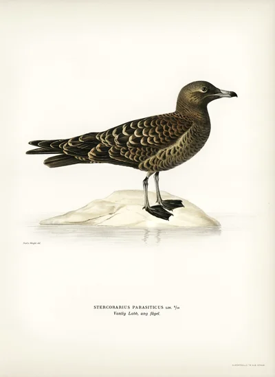 Parasitic Jaeger (Stercorarius parasiticus)