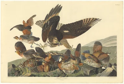 American Sparrow Hawk and Quail