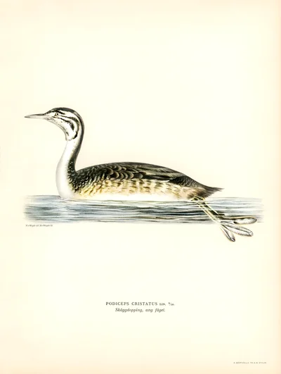 Great Crested Grebe, Young Bird