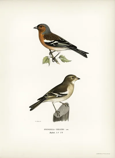 Chaffinch (Fringilla coelebs), Male and Female