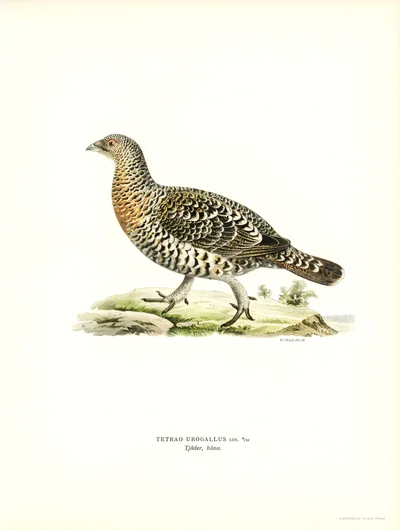 Tetrao Urogallus (Capercaillie Hen)