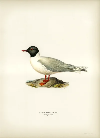 Little Gull (Larus minutus)