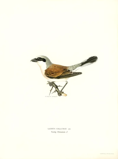 Red-backed Shrike (Lanius collurio), Male