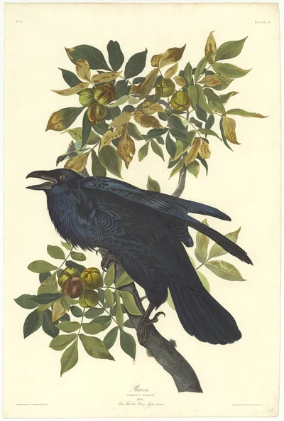 Raven, Corvus Corax, Male, Thick Shell-bark Hickory