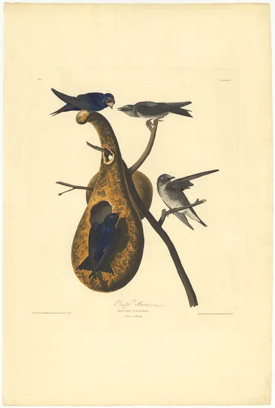 Purple Martins (Hirundo purpurea)