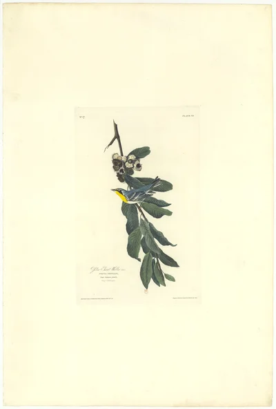 Yellow-throated Warbler (Sylvia pensilis)