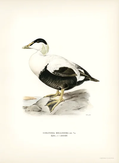 Common Eider (Somateria mollissima)