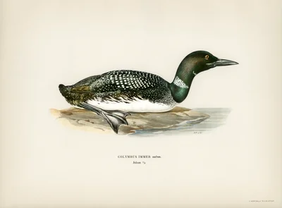 Great Northern Diver (Common Loon)