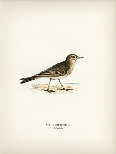 Tawny Pipit (Anthus campestris)