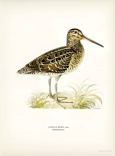 Great Snipe (Capella media)