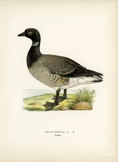 Brant Goose (Branta bernicla)