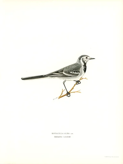 White Wagtail (Motacilla Alba) in Winter Plumage