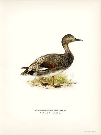 Gadwall Duck (Anas strepera)