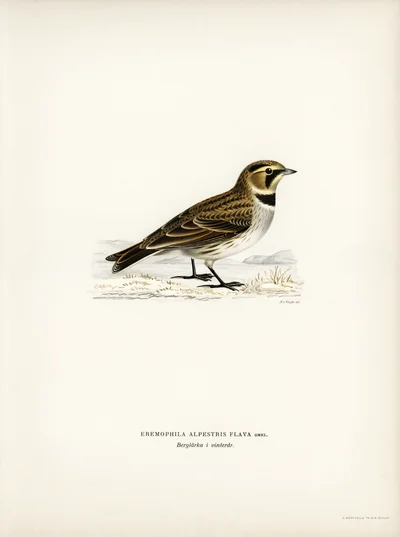 Alouette hausse-col en plumage d'hiver (Eremophila alpestris flava)