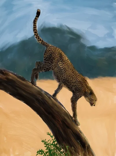 Chita