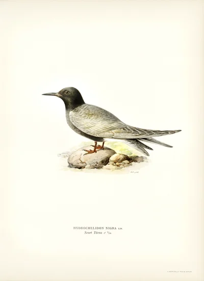 Black Tern (Hydrochelidon Nigra Lin.)
