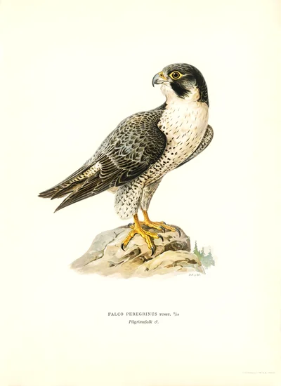 Falco Peregrinus (Peregrine Falcon)