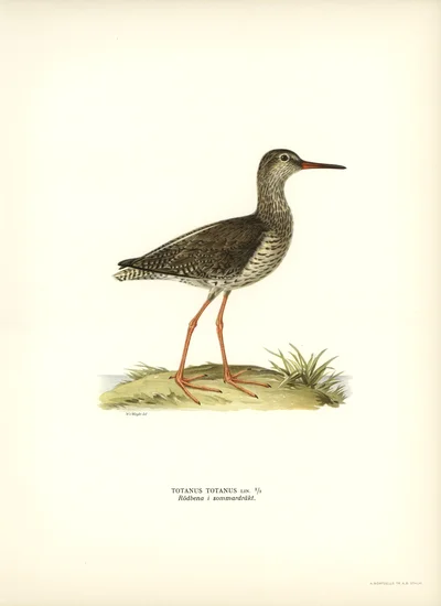 여름 깃의 붉은발도요(Totanus totanus)