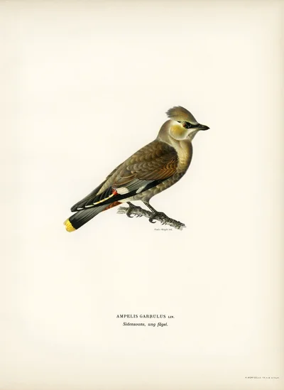 Bohemian Waxwing (Ampelis Garrulus)